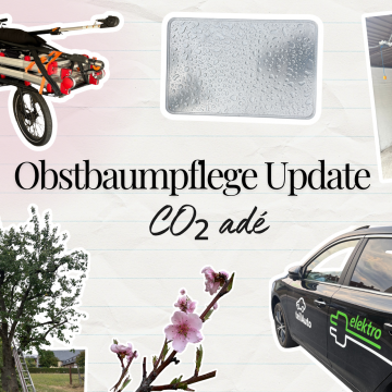 Sommer 2026 Update vom Obstbaumgewerbe