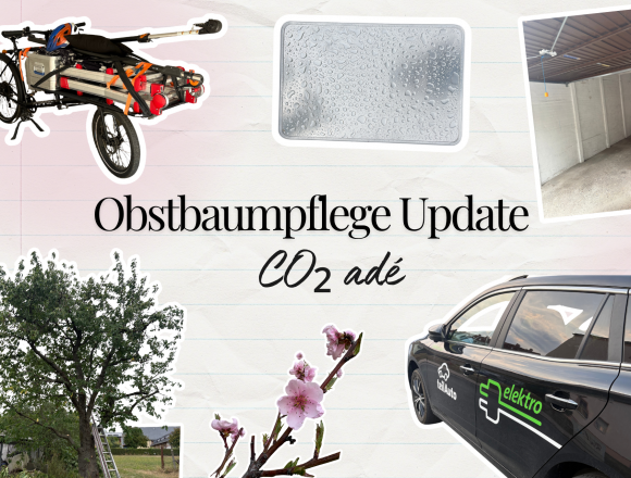 Sommer 2026 Update vom Obstbaumgewerbe